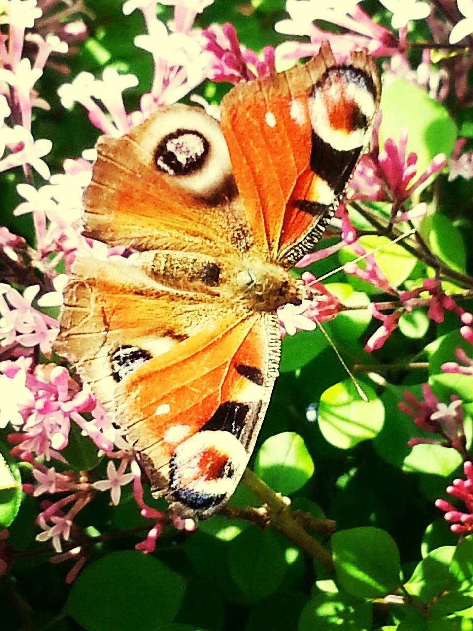 one animal, animals in the wild, animal themes, insect, wildlife, butterfly - insect, butterfly, close-up, flower, leaf, focus on foreground, nature, beauty in nature, perching, natural pattern, fragility, animal markings, growth, animal wing, day