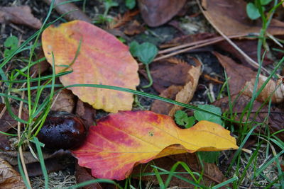 High angle view of dry maple leaves on field