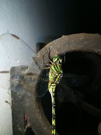 Close-up of insect