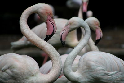 Close-up of birds