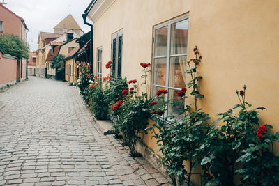 Potted plants on footpath against building