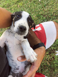 Cropped hand of man with dog