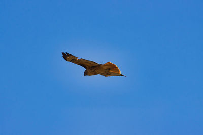 Low angle view of bird flying against clear blue sky