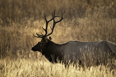 View of deer on field