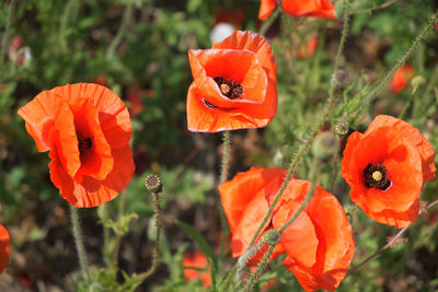 Close-up of orange poppy on plant