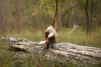 Boy sitting on tree