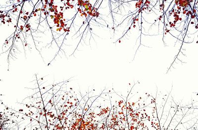 Low angle view of trees against sky during autumn