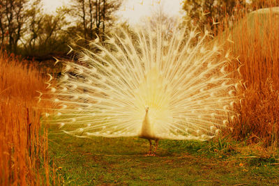 Close-up of peacock on grass