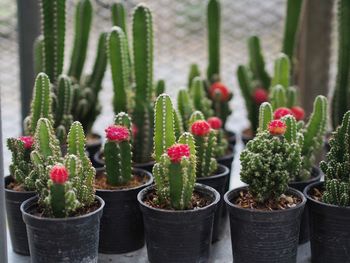 Close-up of potted plants