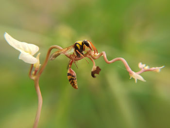 Close-up of insect on flower