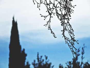 Low angle view of bare tree against sky