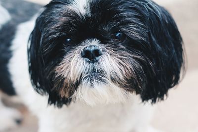 Close-up portrait of dog