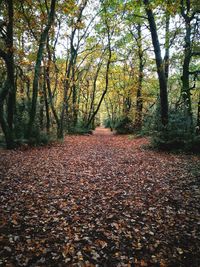 Trees in park