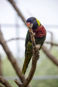 Close-up of bird perching on branch