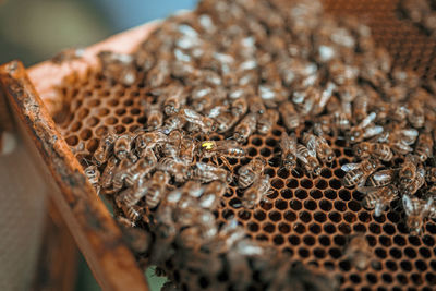 Close-up of bumblebee