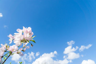 Close-up of cherry blossom against blue sky