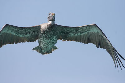 Low angle view of eagle against clear blue sky