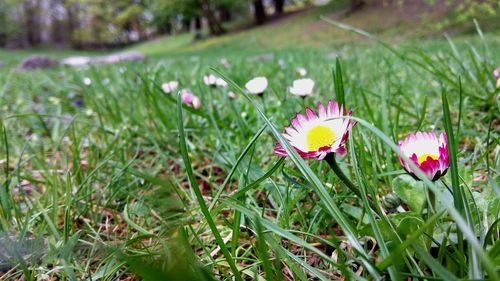 Close-up of pink flowering plants on land