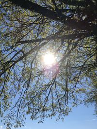 Low angle view of trees against bright sun