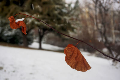 Close-up of dry leaves on branch during winter