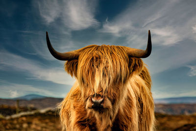 Close-up of cow against sky