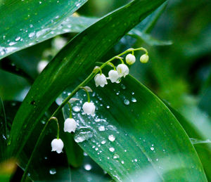 Close-up of wet flower blooming outdoors