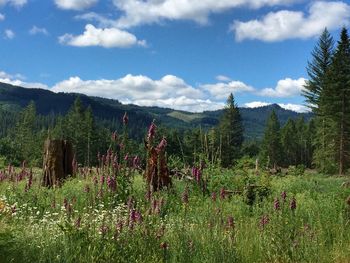 Scenic view of forest against sky