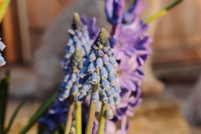 Close-up of purple flowering plant