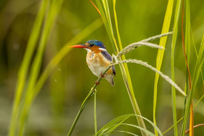 Close-up of bird perching on plant