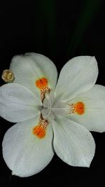Close-up of poppy hibiscus against black background