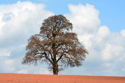 Low angle view of tree against sky