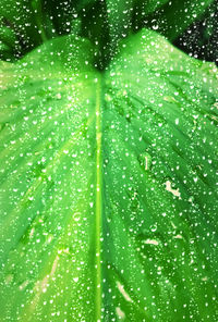 Full frame shot of raindrops on leaves