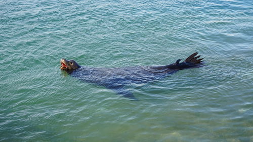 High angle view of person swimming in sea