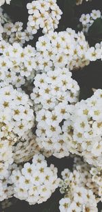 Close-up of white flowering plant