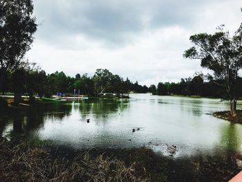 Swan on lake against sky