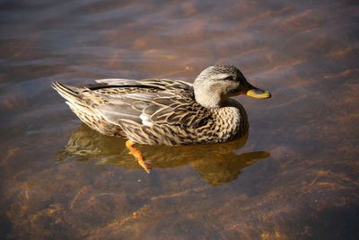 Birds in calm water