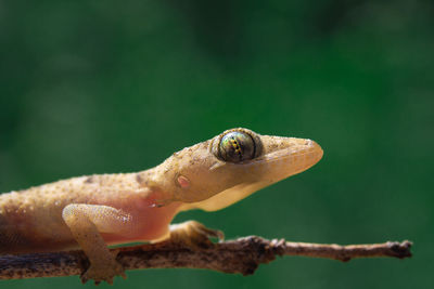 Close-up of lizard