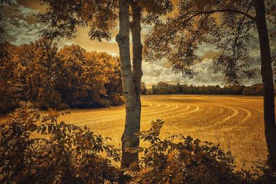 Trees on field