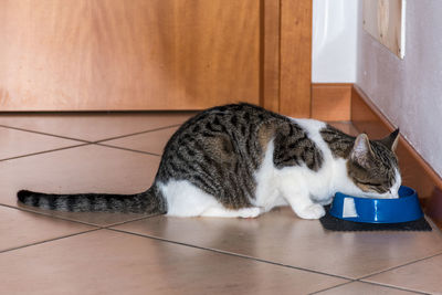 High angle view of cat resting on tiled floor