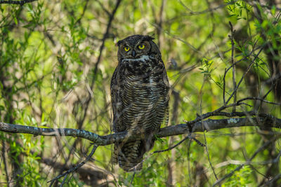 Close-up of great horned owl perching on branch