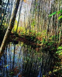 Trees in a forest