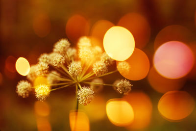 Close-up of yellow flowering plants at night