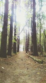 Road passing through forest