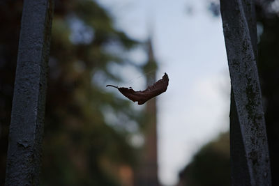 Low angle view of bird flying