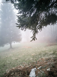 Trees on snow covered land