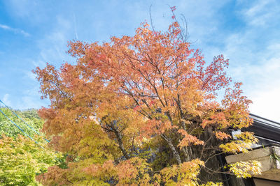 Low angle view of tree against sky during autumn