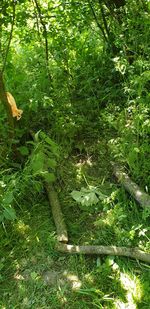 View of trees growing on field