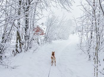 Dog on snow covered land