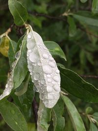 Close-up of wet plant