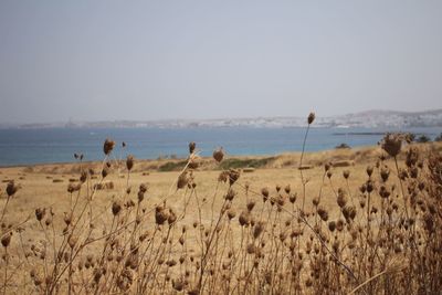 Scenic view of sea against clear sky